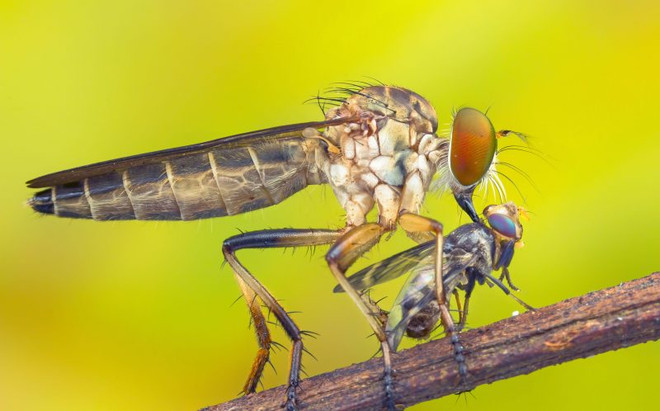 [Photo] Rùng mình cảnh con ruồi sát thủ "xơi tái" đồng loại ảnh 1