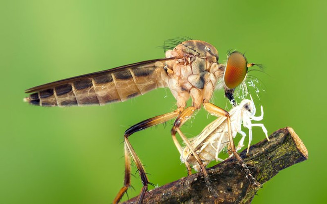 [Photo] Rùng mình cảnh con ruồi sát thủ "xơi tái" đồng loại ảnh 3