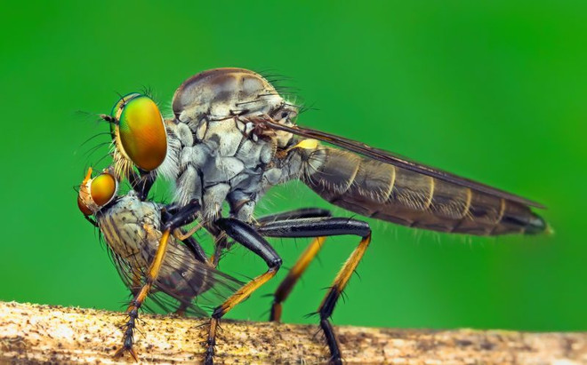 [Photo] Rùng mình cảnh con ruồi sát thủ "xơi tái" đồng loại ảnh 2