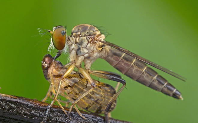 [Photo] Rùng mình cảnh con ruồi sát thủ "xơi tái" đồng loại ảnh 4