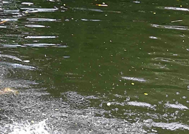 Đi chuốt cọng lá dừa, hai bé gái đuối nước thương tâm dưới mương ảnh 1