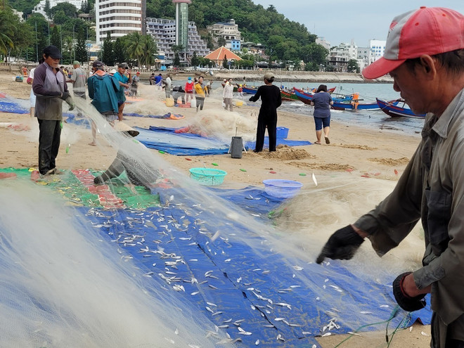 Ngư dân Vũng Tàu trúng lộc biển, thu cả triệu đồng mỗi ngày ảnh 2