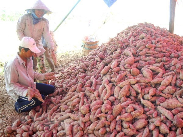 Khoai lang Việt Nam được xuất khẩu chính ngạch sang Trung Quốc. (Nguồn: TTXVN) Khoai lang, tổ yến Việt Nam được xuất khẩu chính ngạch sang Trung Quốc ảnh 1