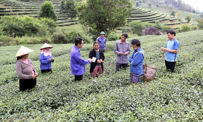 Lai Châu: Chú trọng xây vùng nguyên liệu chè sạch cho xuất khẩu ảnh 2