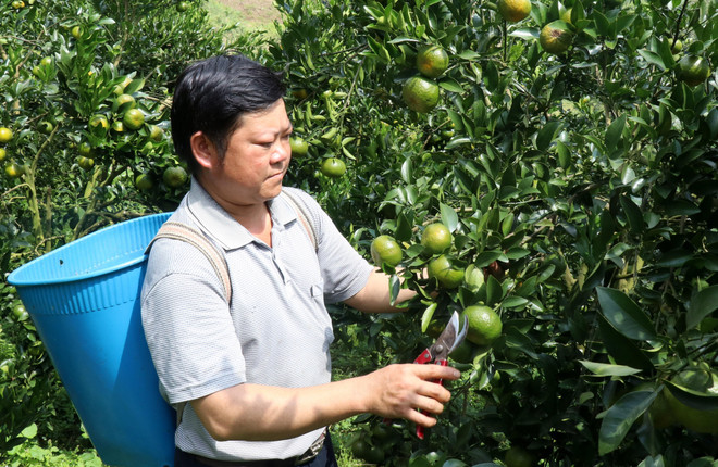 Vị ngọt ngào của trái quýt trên vùng đồi khô cằn Mường Khương ảnh 1