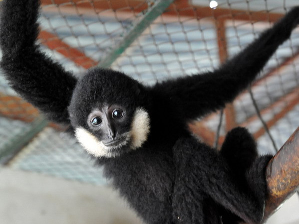 Cứu hộ thành công 80% động vật hoang dã ở Phong Nha ảnh 1