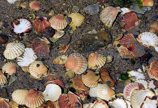 Loài sò Saint-Jacques sở hữu "kính viễn vọng đặc biệt" ảnh 1