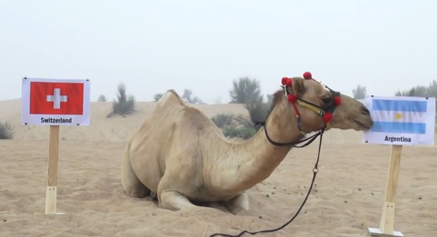 Lạc đà “tiên tri” tin Leo Messi và các đồng đội sẽ thăng hoa ảnh 1