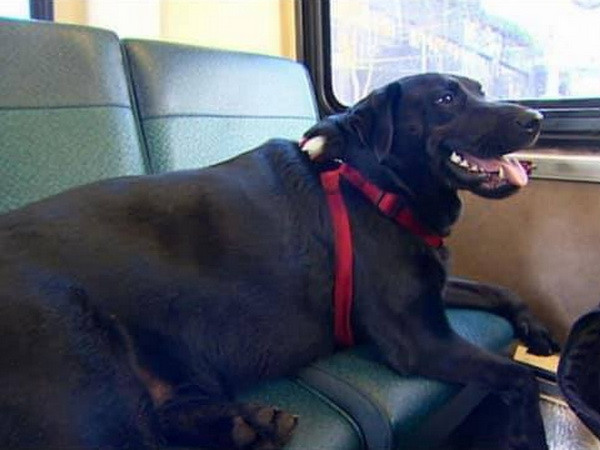 Bức ảnh chú chó ngồi trên ghế trên xe buýt gây "bão mạng" ảnh 1