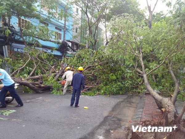 [Video] Nhiều cây to ở Thành phố Hồ Chí Minh bị đổ do mưa dông ảnh 1