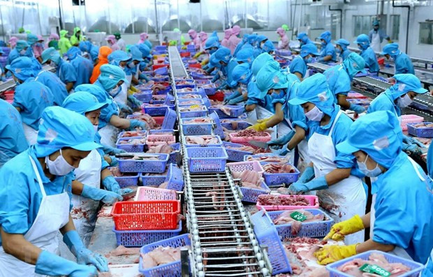 Chế biến cá tra xuất khẩu. (Ảnh minh họa: Vũ Sinh/TTXVN) 78% doanh nghiệp hài lòng về cải cách thủ tục hành chính thuế năm 2019 ảnh 2