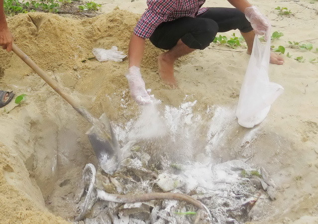 Hà Tĩnh tiêu hủy gần 12 tấn hải sản không đảm bảo an toàn ảnh 1