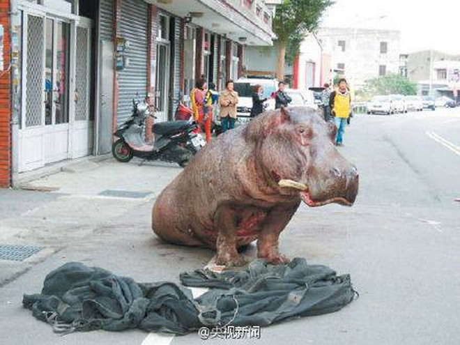 Người dân ngạc nhiên khi thấy hà mã dài 2m xuất hiện trên phố ảnh 3