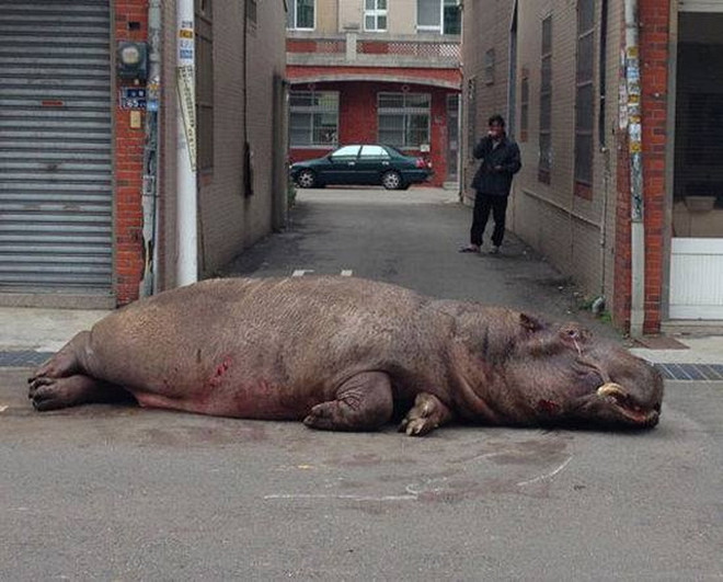 Người dân ngạc nhiên khi thấy hà mã dài 2m xuất hiện trên phố ảnh 1