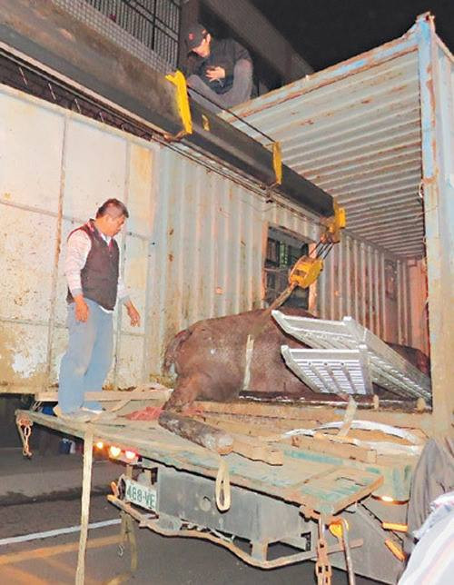 Người dân ngạc nhiên khi thấy hà mã dài 2m xuất hiện trên phố ảnh 4