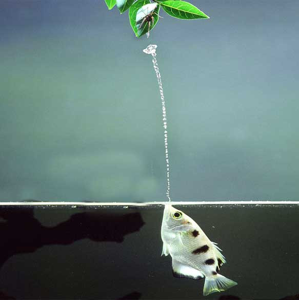Archerfish-water-jet.jpg