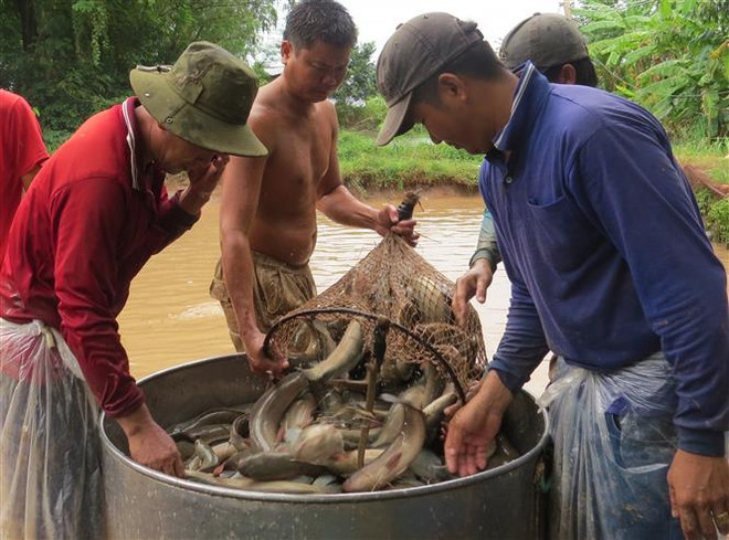Trà Vinh: Giá cá lóc ổn định, người nuôi lãi hơn 50 triệu đồng mỗi ha ảnh 1