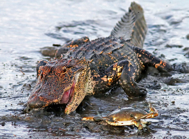 Cá sấu khổng lồ nhận thất bại đau đớn trước chú cua nhỏ bé ảnh 2