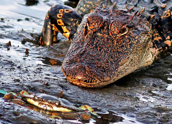 Cá sấu khổng lồ nhận thất bại đau đớn trước chú cua nhỏ bé ảnh 1