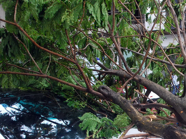 Cành cây có đường kính 40cm rơi sập mái tôn của 2 cửa hàng ảnh 1