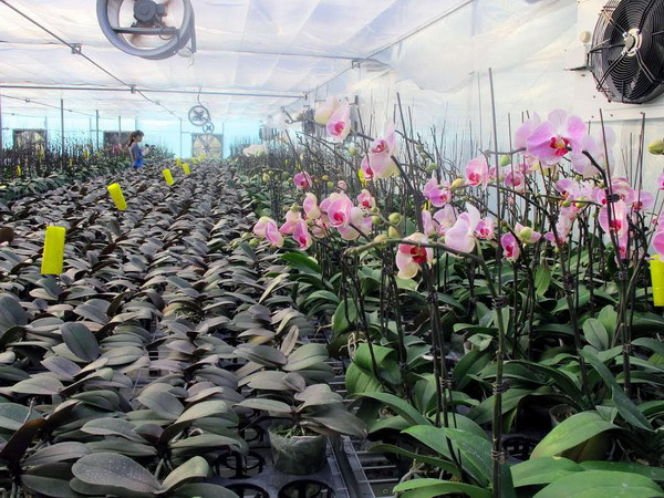 Vùng hoa Hoành Bồ đưa công nghệ cao vào các loài hoa đón Tết ảnh 1