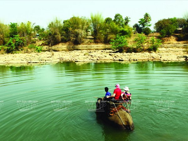 [Photo] Bảo tồn đàn voi ở Đắk Lắk - Việc làm cấp bách ảnh 7