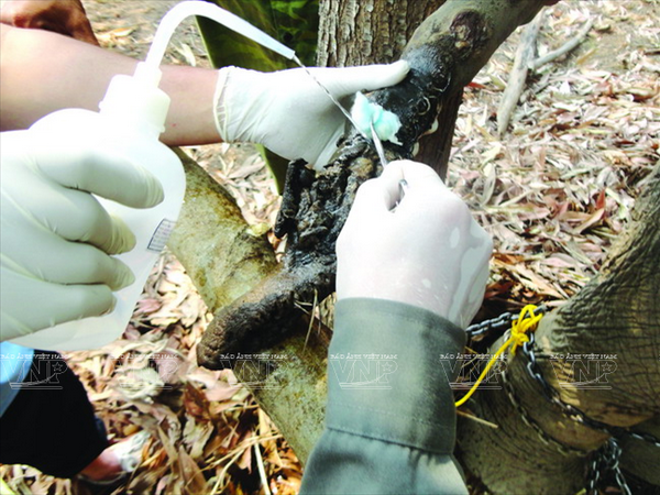 [Photo] Bảo tồn đàn voi ở Đắk Lắk - Việc làm cấp bách ảnh 4