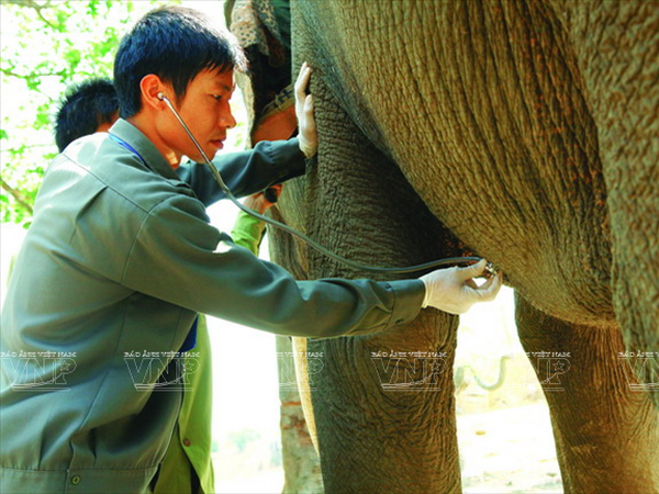 [Photo] Bảo tồn đàn voi ở Đắk Lắk - Việc làm cấp bách ảnh 2