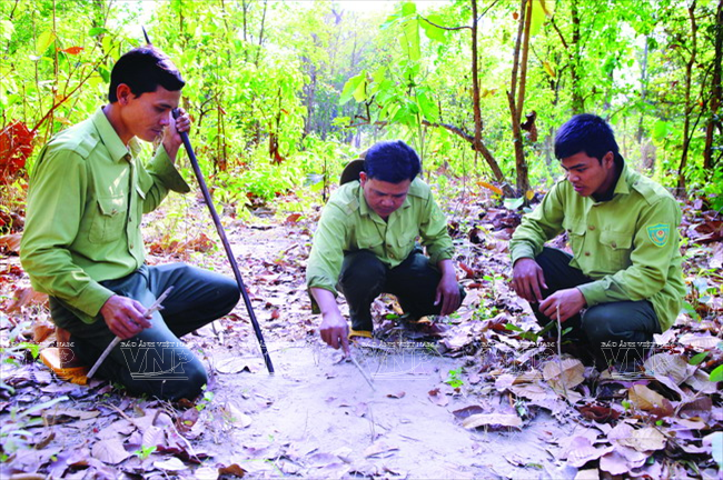 [Photo] Bảo tồn đàn voi ở Đắk Lắk - Việc làm cấp bách ảnh 5