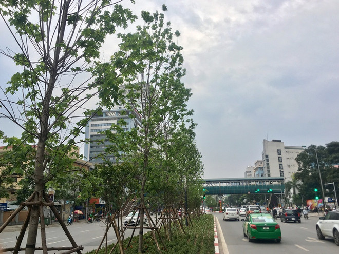 Nếu trồng thử nghiệm thành công, Hà Nội sẽ nhân rộng trồng cây phong lá đỏ ra nhiều địa điểm khác. (Ảnh: Phương Linh/Vietnam+) Háo hức chờ những hàng phong lá đỏ sắp tỏa bóng mát ở thủ đô Hà Nội ảnh 2
