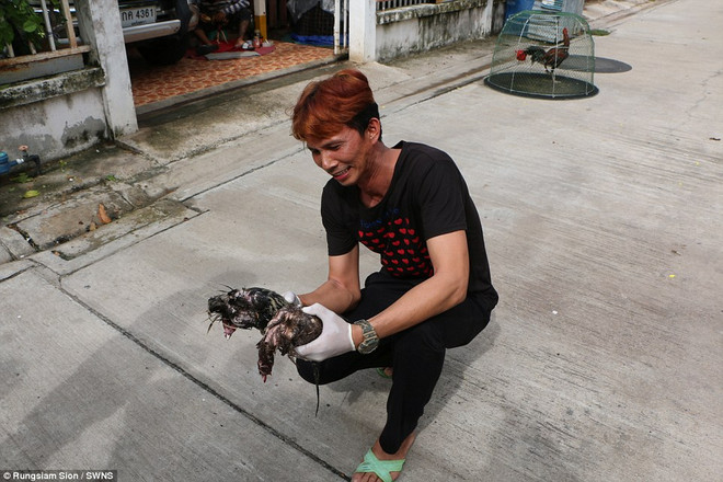 Con trăn tham lam mắc nghẹn vì cố nuốt chửng hai chú gà chọi ảnh 6