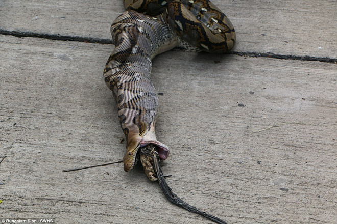 Con trăn tham lam mắc nghẹn vì cố nuốt chửng hai chú gà chọi ảnh 1