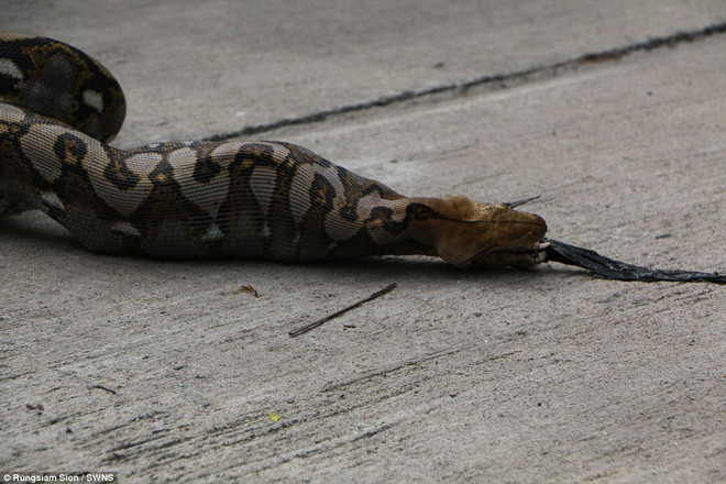 Con trăn tham lam mắc nghẹn vì cố nuốt chửng hai chú gà chọi ảnh 4