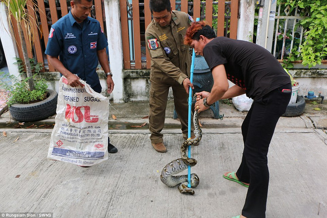 Con trăn tham lam mắc nghẹn vì cố nuốt chửng hai chú gà chọi ảnh 5