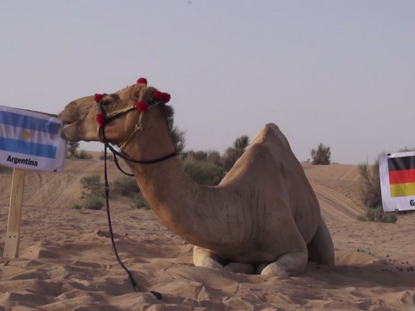 "Thảm họa tiên tri" lạc đà tìm ra nhà vô địch World Cup 2014 ảnh 1