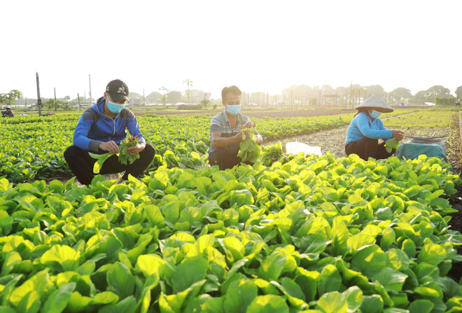 Xây dựng các vùng chuyên canh hàng hóa gắn với cấp và quản lý mã số ảnh 1