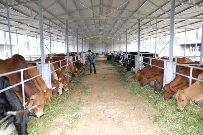 Năm 2021 có thêm hơn 1.600 doanh nghiệp đầu tư vào nông nghiệp ảnh 2