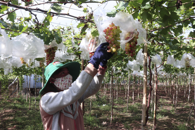 Năm 2021 có thêm hơn 1.600 doanh nghiệp đầu tư vào nông nghiệp ảnh 1