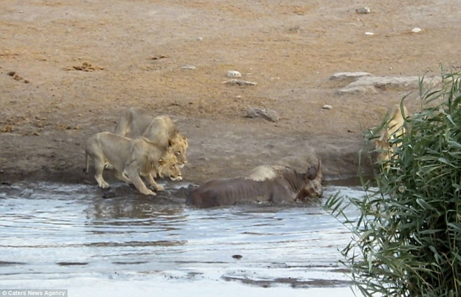 [Video] Tê giác kiên cường chống trả ba con sư tử hung dữ ảnh 1