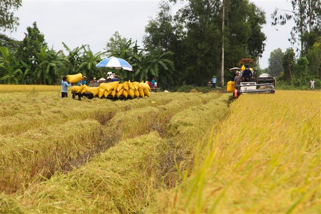 Giá lúa giảm ở nhiều địa phương Đồng bằng sông Cửu Long ảnh 1