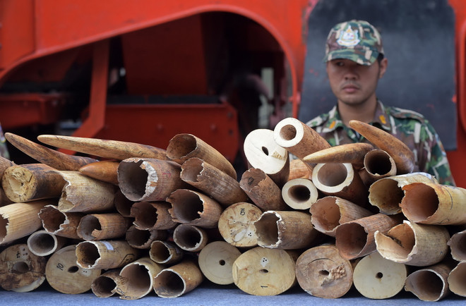 Singapore thu giữ hơn nửa tấn ngà voi và hơn 300kg vảy tê tê ảnh 1