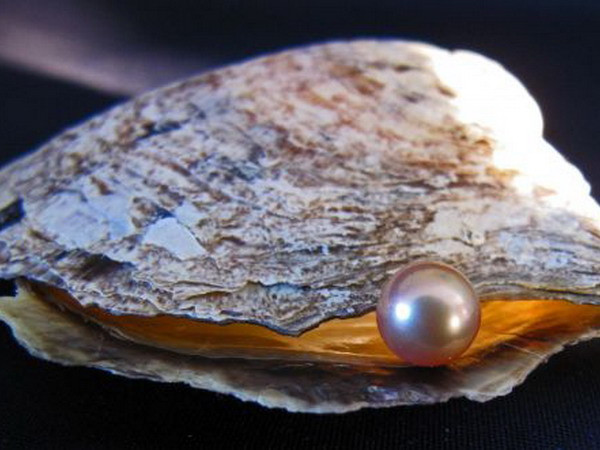 Biến đổi khí hậu gây axít hóa nước biển đe dọa loài trai biển ảnh 1