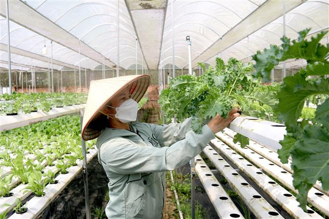 Phát triển kinh tế nông thôn gắn với xây dựng nông thôn mới ảnh 2