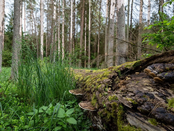EU yêu cầu Ba Lan tuân thủ lệnh ngừng khai thác rừng nguyên sinh ảnh 1