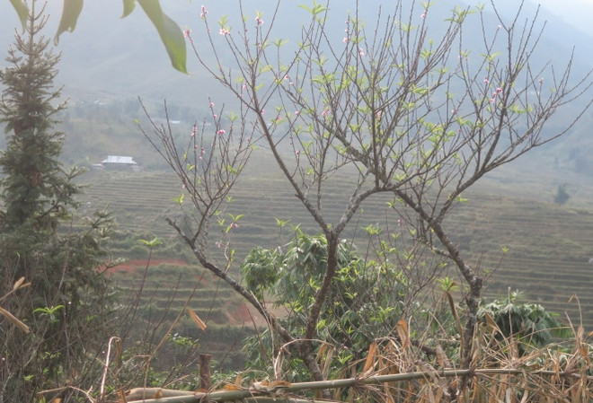 Bắc Bộ và Bắc Trung Bộ sáng có sương mù, trưa chiều trời nắng ảnh 1