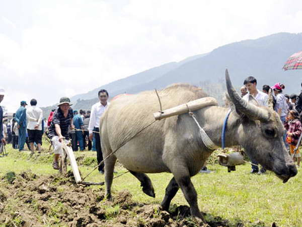 Trải nghiệm thú vị với "Một ngày làm nông dân Sa Pa" ảnh 1