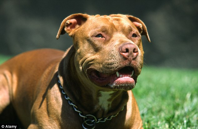 Chó pitbull tấn công dã man chủ và 2 cô gái chạy trên đường ảnh 1