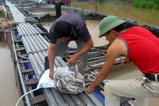 Bình Phước: Cá nuôi lồng chết hàng loạt, thiệt hại hàng tỷ đồng ảnh 1
