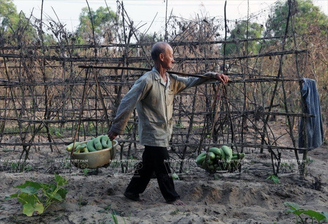 Những đôi quang gánh "chở" tâm hồn người Việt vùng thôn quê ảnh 9