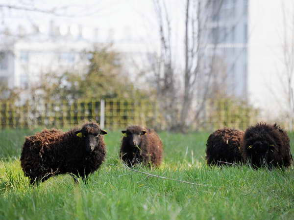 Australia: "Siêu thực phẩm” giúp tăng chất lượng thịt, sữa gia súc ảnh 1
